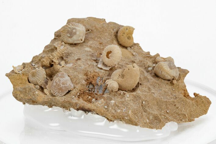 Miniature Fossil Cluster (Ammonites, Brachiopods) - France #219963